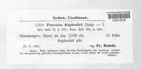Puccinia asphodeli image